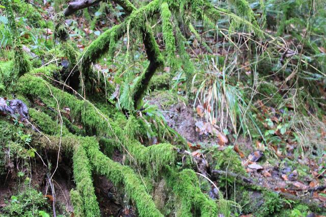 🌳🌲🍁🍂Holz soweit das Auge reicht🍂🍁🌲🌳 | Foto: Ralf Röser