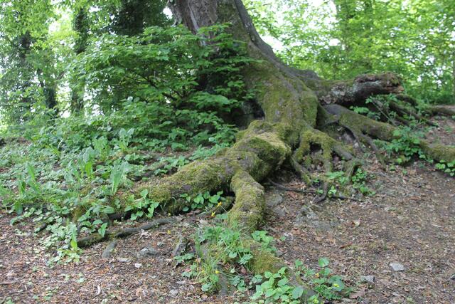 🌳🌲🍁🍂Holz soweit das Auge reicht🍂🍁🌲🌳 | Foto: Ralf Röser