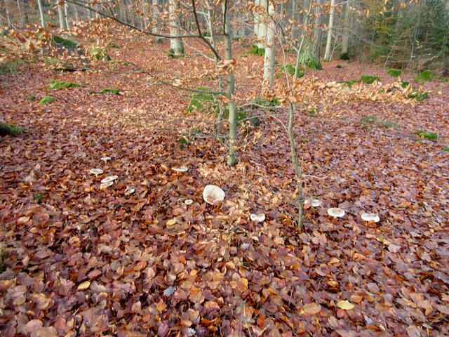 Das nasskalte Wetter fördert das Pilzwachstum, wir fanden unzählige Hexenringe | Foto: WandernGabyErich