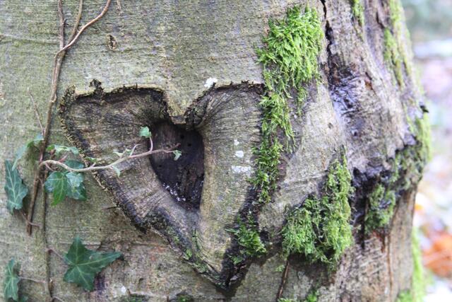 🌳🌲🍁🍂Holz soweit das Auge reicht🍂🍁🌲🌳 | Foto: Ralf Röser