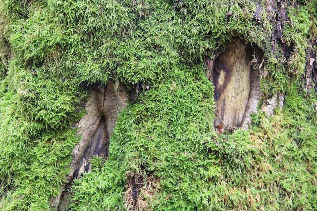 🌳🌲🍁🍂Holz soweit das Auge reicht🍂🍁🌲🌳 | Foto: Ralf Röser