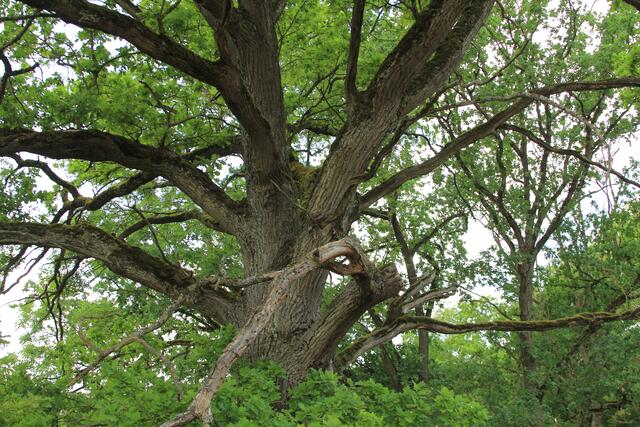 🌳🌲🍁🍂Holz soweit das Auge reicht🍂🍁🌲🌳 | Foto: Ralf Röser