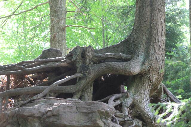 🌳🌲🍁🍂Holz soweit das Auge reicht🍂🍁🌲🌳 | Foto: Ralf Röser