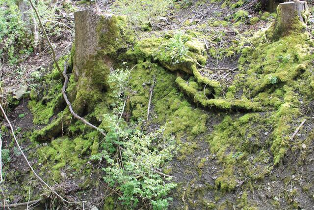 🌳🌲🍁🍂Holz soweit das Auge reicht🍂🍁🌲🌳 | Foto: Ralf Röser