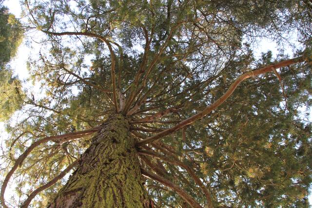 🌳🌲🍁🍂Holz soweit das Auge reicht🍂🍁🌲🌳 | Foto: Ralf Röser