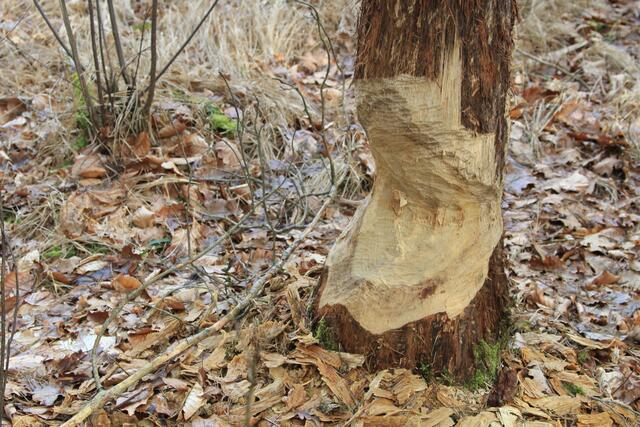 🌳🌲🍁🍂Holz soweit das Auge reicht🍂🍁🌲🌳 | Foto: Ralf Röser