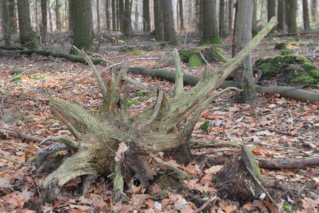 🌳🌲🍁🍂Holz soweit das Auge reicht🍂🍁🌲🌳 | Foto: Ralf Röser