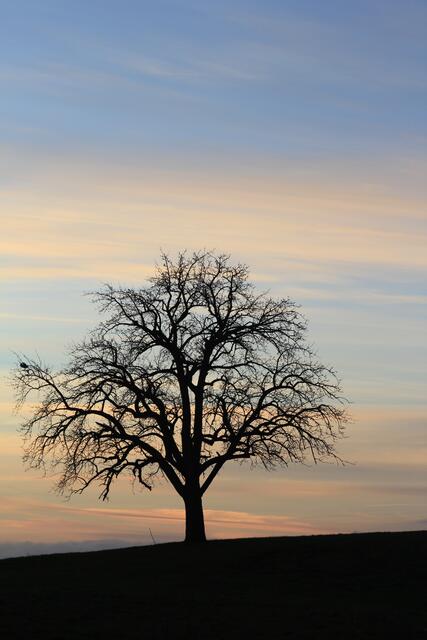 🌳🌲🍁🍂Holz soweit das Auge reicht🍂🍁🌲🌳 | Foto: Ralf Röser