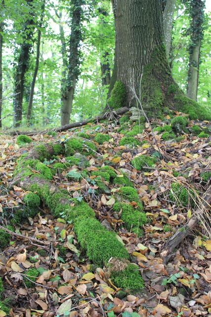 🌳🌲🍁🍂Holz soweit das Auge reicht🍂🍁🌲🌳 | Foto: Ralf Röser