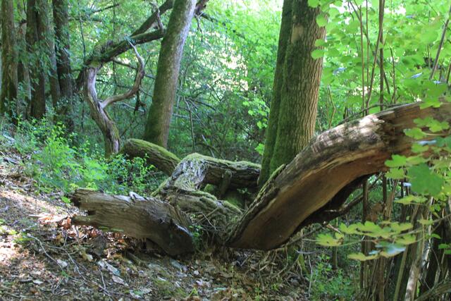 🌳🌲🍁🍂Holz soweit das Auge reicht🍂🍁🌲🌳 | Foto: Ralf Röser