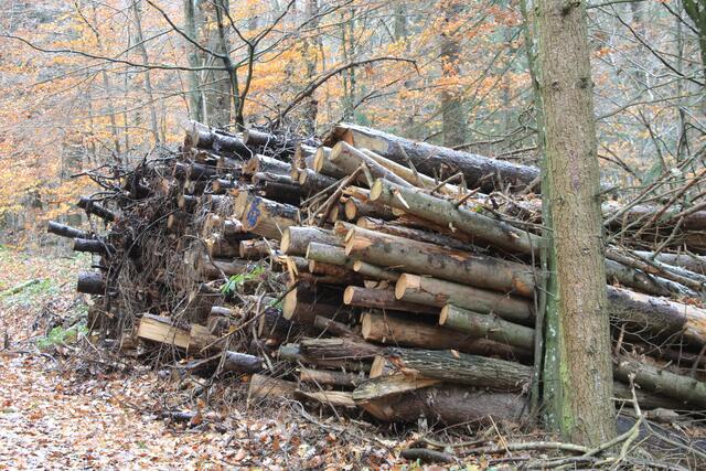 🌳🌲🍁🍂Holz soweit das Auge reicht🍂🍁🌲🌳 | Foto: Ralf Röser
