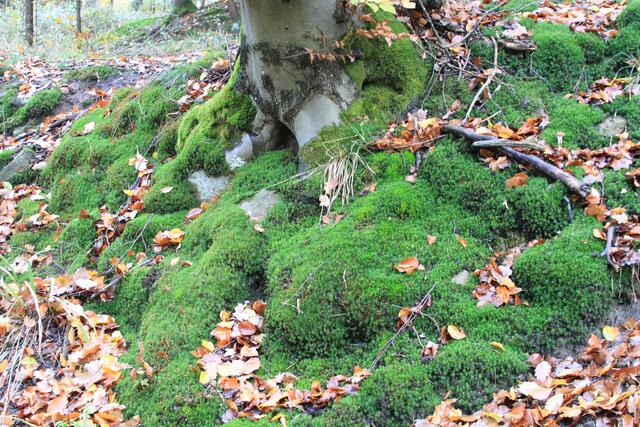 🌳🌲🍁🍂Holz soweit das Auge reicht🍂🍁🌲🌳 | Foto: Ralf Röser