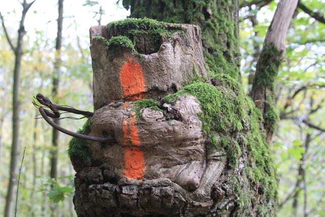 🌳🌲🍁🍂Holz soweit das Auge reicht🍂🍁🌲🌳 | Foto: Ralf Röser