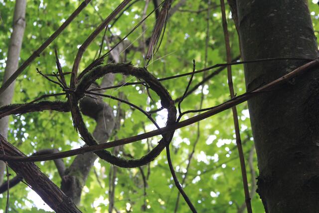 🌳🌲🍁🍂Holz soweit das Auge reicht🍂🍁🌲🌳 | Foto: Ralf Röser