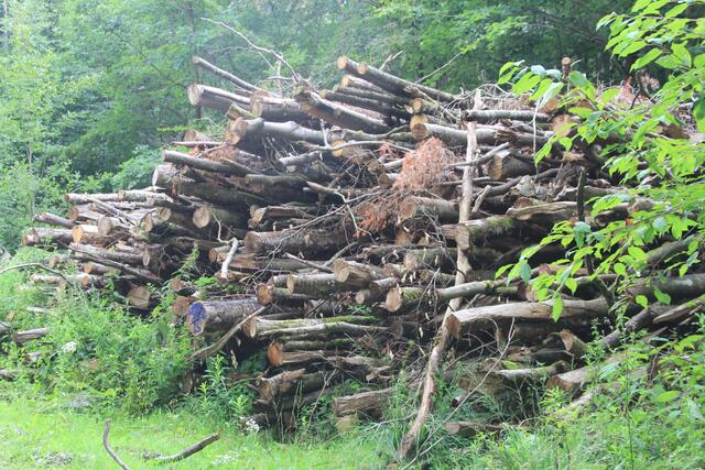 🌳🌲🍁🍂Holz soweit das Auge reicht🍂🍁🌲🌳 | Foto: Ralf Röser