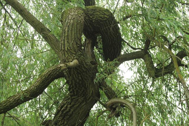 🌳🌲🍁🍂Holz soweit das Auge reicht🍂🍁🌲🌳 | Foto: Ralf Röser