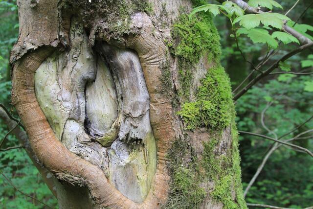 🌳🌲🍁🍂Holz soweit das Auge reicht🍂🍁🌲🌳 | Foto: Ralf Röser