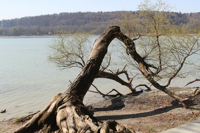 🌳🌲🍁🍂Holz soweit das Auge reicht🍂🍁🌲🌳 | Foto: Ralf Röser