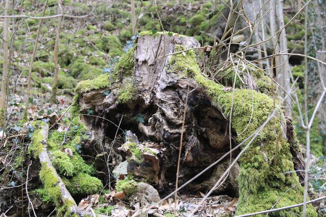 🌳🌲🍁🍂Holz soweit das Auge reicht🍂🍁🌲🌳 | Foto: Ralf Röser