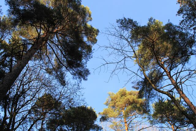 🌳🌲🍁🍂Holz soweit das Auge reicht🍂🍁🌲🌳 | Foto: Ralf Röser