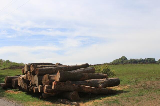 🌳🌲🍁🍂Holz soweit das Auge reicht🍂🍁🌲🌳 | Foto: Ralf Röser