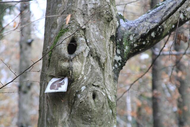 🌳🌲🍁🍂Holz soweit das Auge reicht🍂🍁🌲🌳 | Foto: Ralf Röser