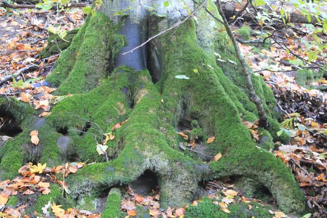 🌳🌲🍁🍂Holz soweit das Auge reicht🍂🍁🌲🌳 | Foto: Ralf Röser