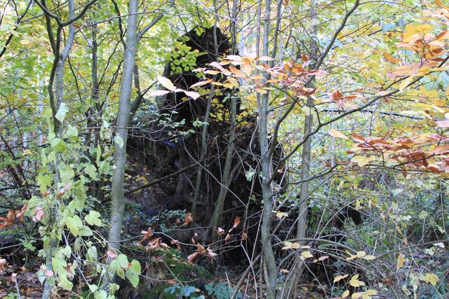 🌳🌲🍁🍂Holz soweit das Auge reicht🍂🍁🌲🌳 | Foto: Ralf Röser