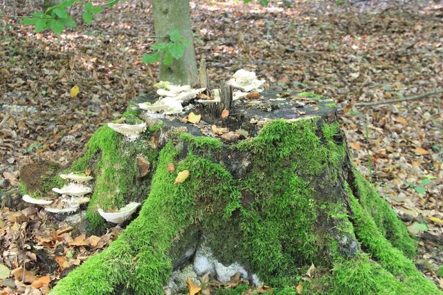 🌳🌲🍁🍂Holz soweit das Auge reicht🍂🍁🌲🌳 | Foto: Ralf Röser