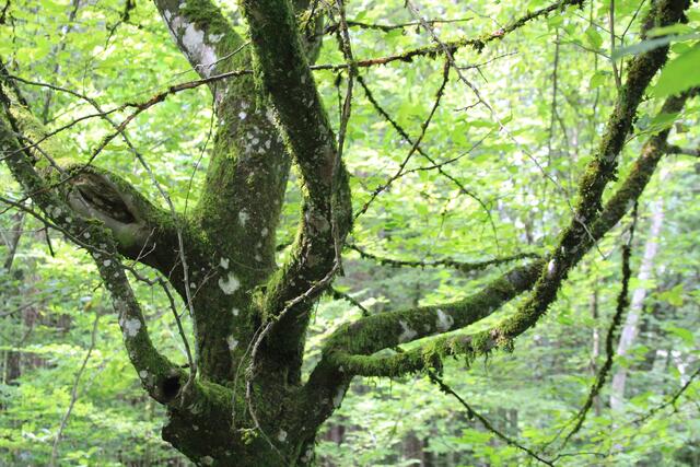 🌳🌲🍁🍂Holz soweit das Auge reicht🍂🍁🌲🌳 | Foto: Ralf Röser