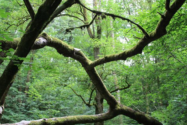 🌳🌲🍁🍂Holz soweit das Auge reicht🍂🍁🌲🌳 | Foto: Ralf Röser