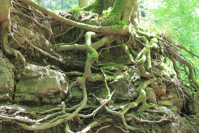 🌳🌲🍁🍂Holz soweit das Auge reicht🍂🍁🌲🌳 | Foto: Ralf Röser