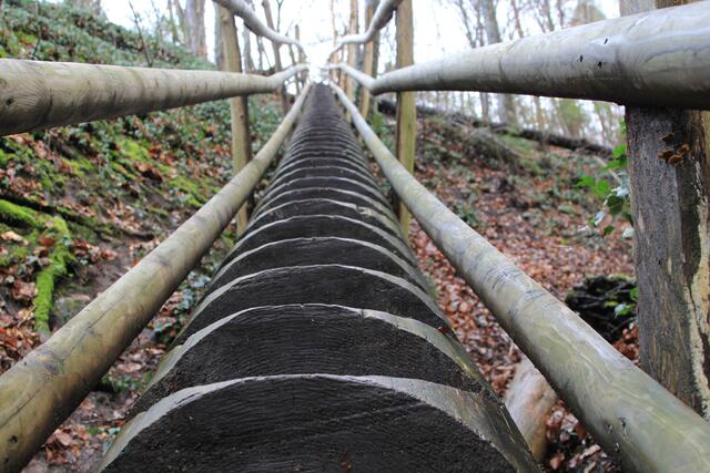 🌳🌲🍁🍂Holz soweit das Auge reicht🍂🍁🌲🌳 | Foto: Ralf Röser