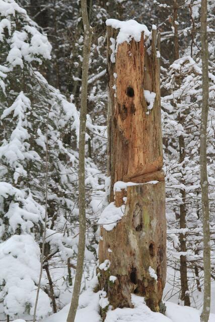 🌳🌲🍁🍂Holz soweit das Auge reicht🍂🍁🌲🌳 | Foto: Ralf Röser