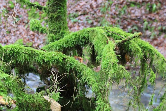 🌳🌲🍁🍂Holz soweit das Auge reicht🍂🍁🌲🌳 | Foto: Ralf Röser
