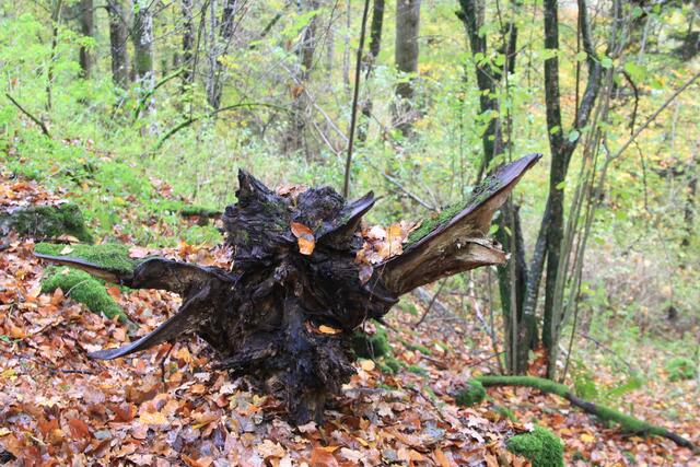 🌳🌲🍁🍂Holz soweit das Auge reicht🍂🍁🌲🌳 | Foto: Ralf Röser