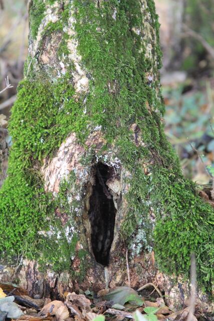 🌳🌲🍁🍂Holz soweit das Auge reicht🍂🍁🌲🌳 | Foto: Ralf Röser