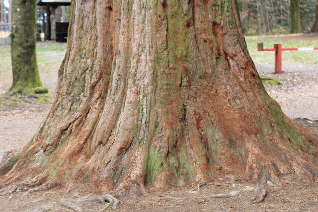 🌳🌲🍁🍂Holz soweit das Auge reicht🍂🍁🌲🌳 | Foto: Ralf Röser