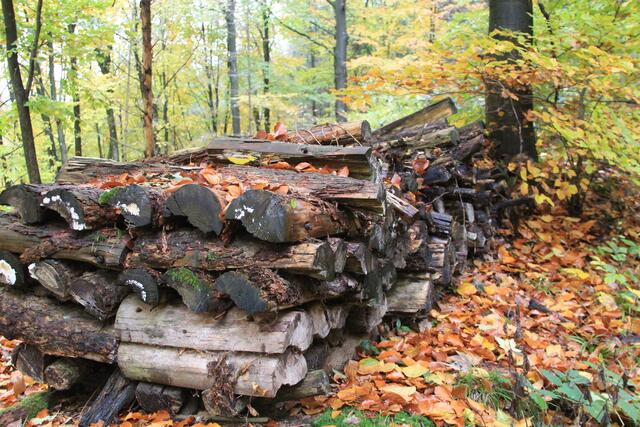 🌳🌲🍁🍂Holz soweit das Auge reicht🍂🍁🌲🌳 | Foto: Ralf Röser