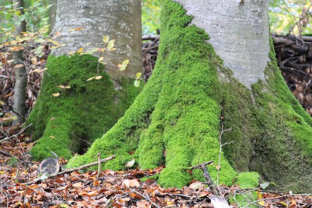 🌳🌲🍁🍂Holz soweit das Auge reicht🍂🍁🌲🌳 | Foto: Ralf Röser