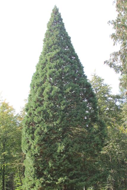 🌳🌲🍁🍂Holz soweit das Auge reicht🍂🍁🌲🌳 | Foto: Ralf Röser