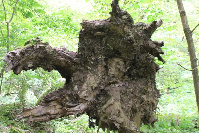 🌳🌲🍁🍂Holz soweit das Auge reicht🍂🍁🌲🌳 | Foto: Ralf Röser