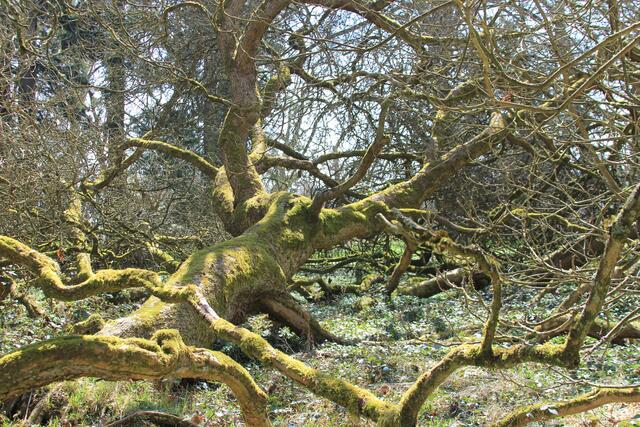 🌳🌲🍁🍂Holz soweit das Auge reicht🍂🍁🌲🌳 | Foto: Ralf Röser