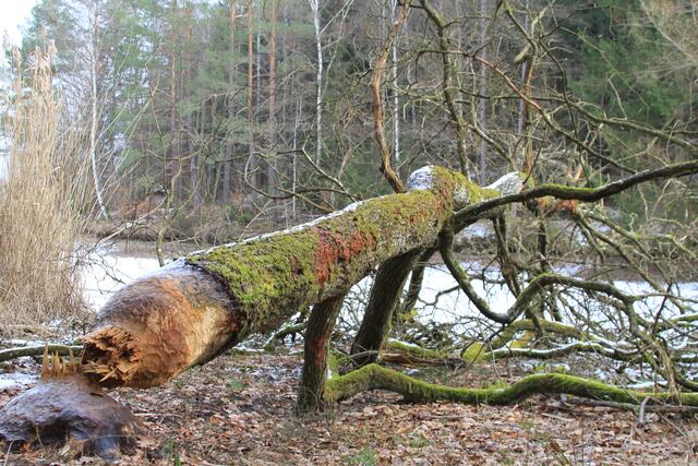 🌳🌲🍁🍂Holz soweit das Auge reicht🍂🍁🌲🌳 | Foto: Ralf Röser