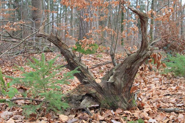 🌳🌲🍁🍂Holz soweit das Auge reicht🍂🍁🌲🌳 | Foto: Ralf Röser