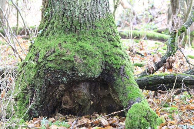 🌳🌲🍁🍂Holz soweit das Auge reicht🍂🍁🌲🌳 | Foto: Ralf Röser