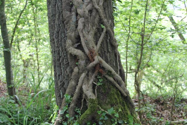 🌳🌲🍁🍂Holz soweit das Auge reicht🍂🍁🌲🌳 | Foto: Ralf Röser