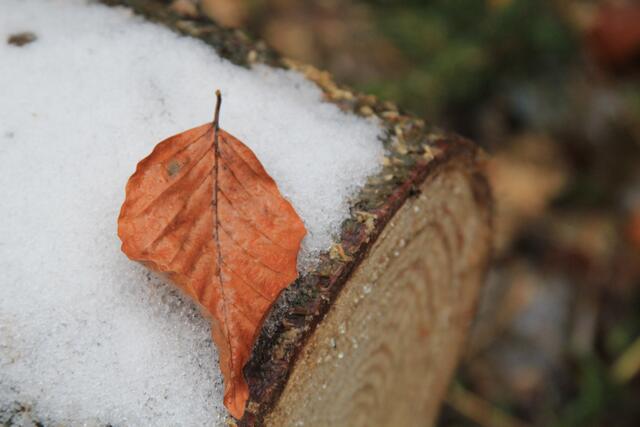 🌳🌲🍁🍂Holz soweit das Auge reicht🍂🍁🌲🌳 | Foto: Ralf Röser
