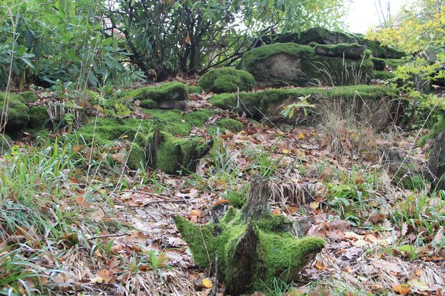 🌳🌲🍁🍂Holz soweit das Auge reicht🍂🍁🌲🌳 | Foto: Ralf Röser