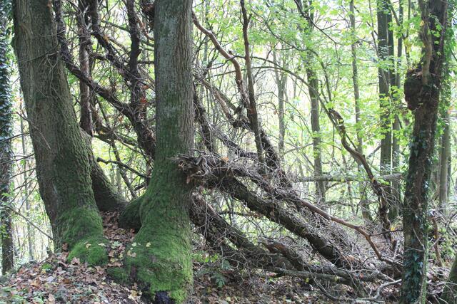 🌳🌲🍁🍂Holz soweit das Auge reicht🍂🍁🌲🌳 | Foto: Ralf Röser